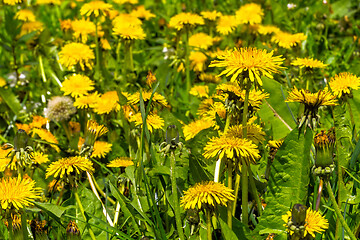 Image showing Lots of Dandelions on Meadow