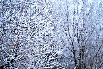 Image showing Winter snow outdoors.