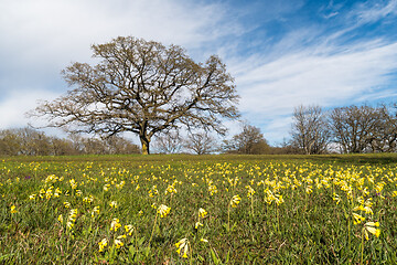 Image showing Field with blossom cowslips 