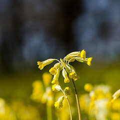 Image showing Blossom cowslip close up