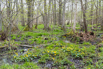 Image showing Blosssom Marsh marigold in a swamp area