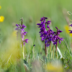 Image showing Early purple orchids close up