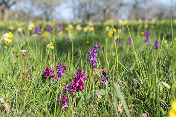 Image showing Blossom purple wild flowers in a field