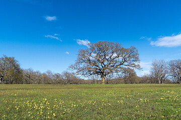 Image showing Springtime view with a big oak tree