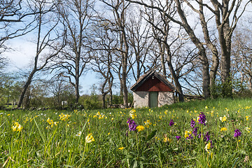 Image showing Blossom flowers by an old sheep shed