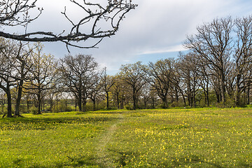 Image showing Glade with blossom cowslips in a deciduous forest