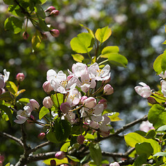 Image showing Apple blossom close up