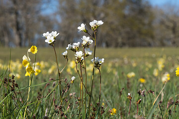 Image showing Blossom group with Meadow Saxifrages