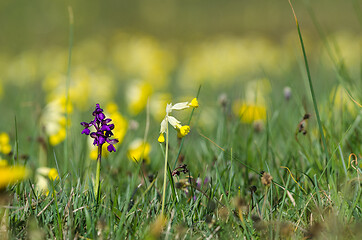 Image showing Blossom spring wildflowers