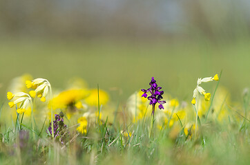 Image showing Purple wild orchid flower close up