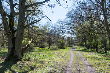 Image showing Bright footpath by leafing time