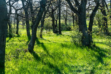 Image showing Bright backlit deciduous forest in spring season