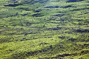 Image showing Cows grazing in Pico island, Azores