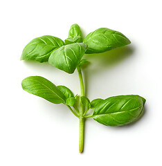 Image showing fresh basil leaf