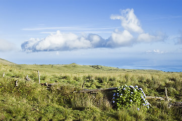 Image showing Pasture landscape of Pico island, Azores