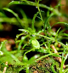 Image showing Small Green Plants with Water Drop