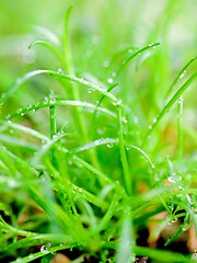 Image showing Small Sprouts of Green Grass