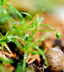 Image showing Small Green Plants with Water Drop