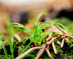 Image showing Small Green Plants with Water Drop