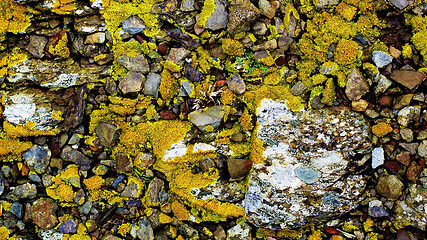 Image showing Background of Pebbles, Moss and Grass