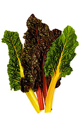 Image showing Fresh Chard Leafs