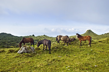 Image showing Horses grazing in Pico island, Azores