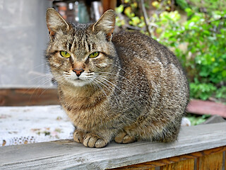 Image showing Tabby kitten sitting on veranda outdoors in summertime