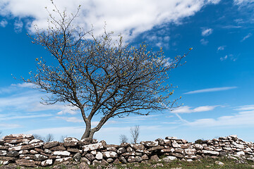 Image showing Lone tree by an old dry stone wall