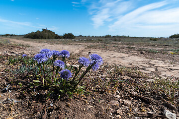 Image showing Globularia vulgaris blossoming in a barren landscape