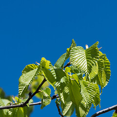 Image showing Fresh green leaves on a twig by a blue sky