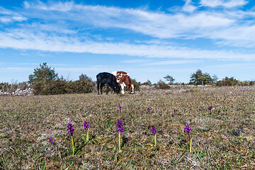 Image showing Blossom purple orchids amongst grazing cattle