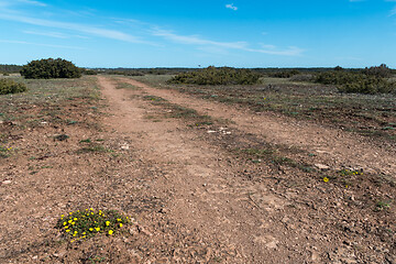 Image showing Hoary Rockrose plant in a barren landscape