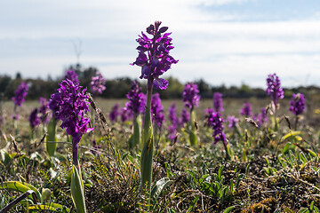 Image showing Blossom Early Purple Orchids in a grassland