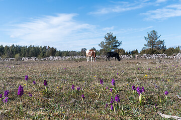 Image showing Blossom purple orchids and grazing cattle