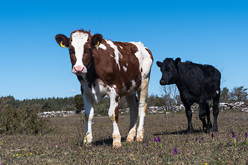 Image showing Cows in a grassland in spring season