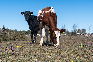 Image showing Grazing cattle among purple orchids