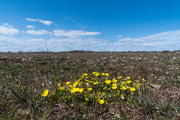 Image showing Hoary rockrose in a barren landscape