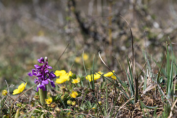 Image showing Purple orchid just started to bloom