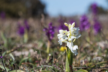 Image showing White Early Purple Orchid portrait