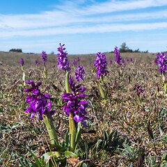 Image showing Blossom purple orchids wildflowers