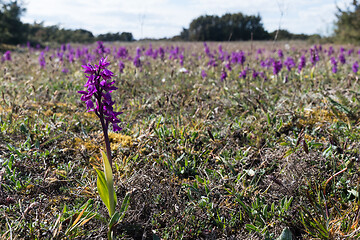 Image showing Landscape with blossom Early Purple Orchids