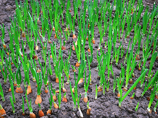 Image showing Many young onions growing in the soil for use as green leaves