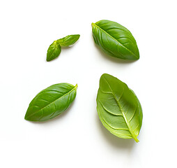 Image showing fresh green basil leaves