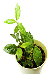 Image showing Bay Leaves Growing