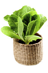 Image showing Fresh Romaine Lettuce Leafs