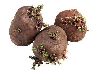 Image showing Potatoes Tubers Ready to Planting