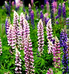 Image showing Blooming Colorful Lupines