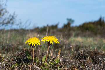 Image showing Yellow Dandelion flowers close up