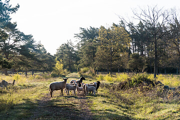 Image showing Herd of sheep standing in the morning sun