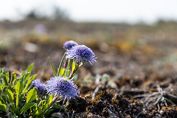 Image showing Sunlit indigo blue blossom flowers